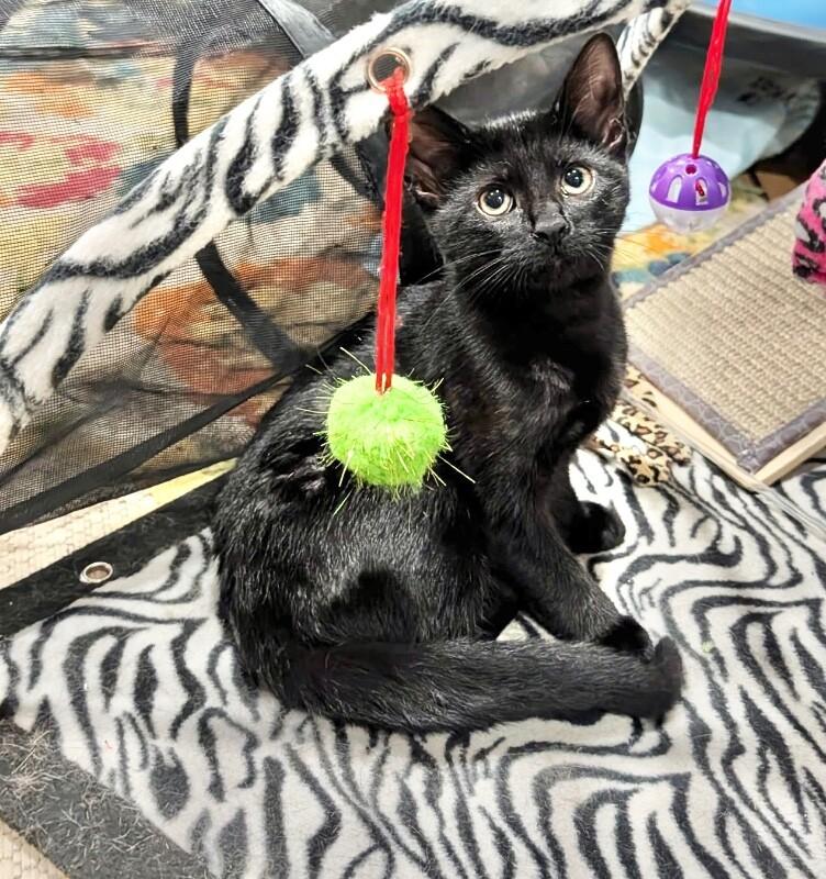 Guinness, a Adoptable Domestic Short Hair in North Babylon, NY image 2/6