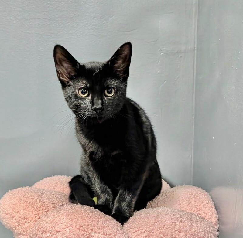 Guinness, a Adoptable Domestic Short Hair in North Babylon, NY image 3/6