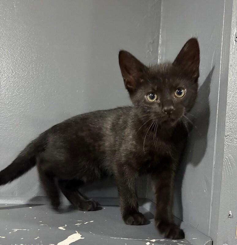 Guinness, a Adoptable Domestic Short Hair in North Babylon, NY image 4/6