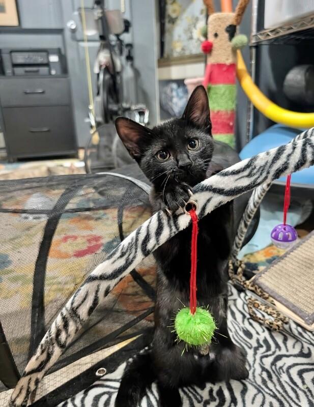 Guinness, a Adoptable Domestic Short Hair in North Babylon, NY image 5/6