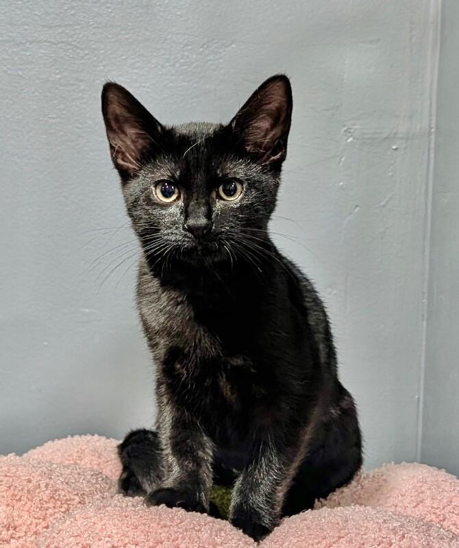 Guinness, a Adoptable Domestic Short Hair in North Babylon, NY image 6/6