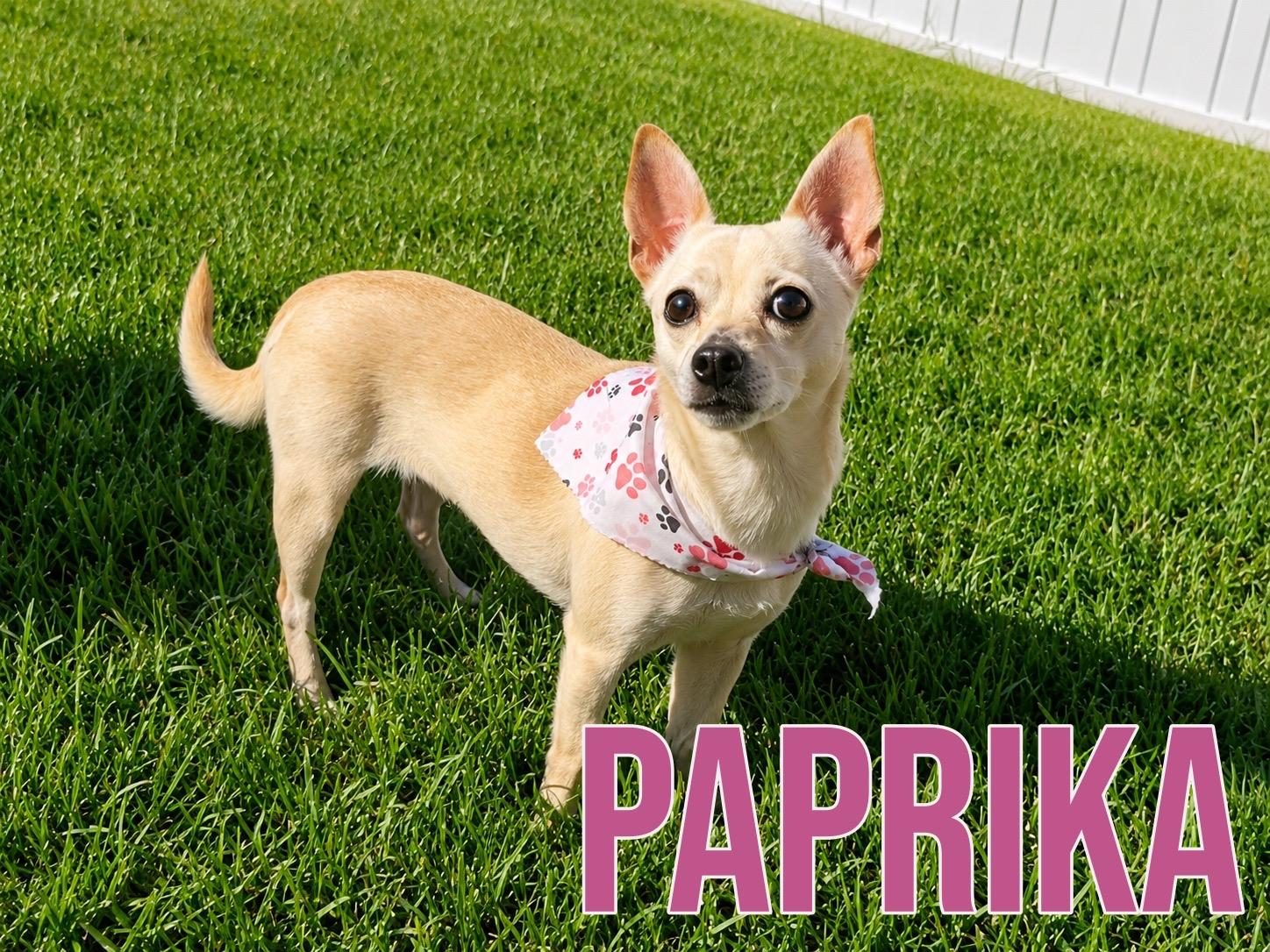 Paprika in Texarkana TX, ADOPTABLE, Adult Female Chihuahua.