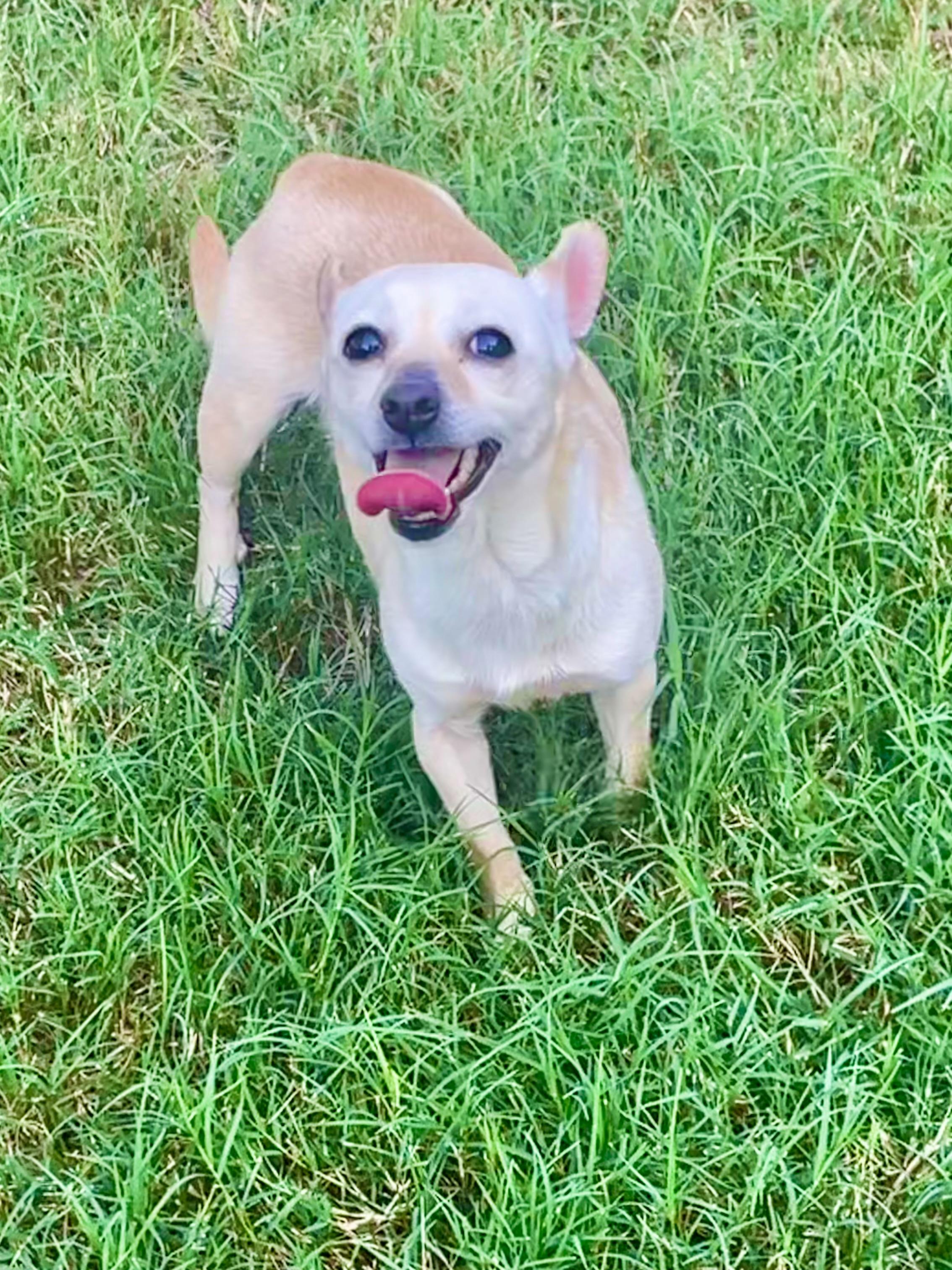 Enlarge Paprika in Texarkana TX, a ADOPTABLE mixed breed in Texarkana, TX image 2/6