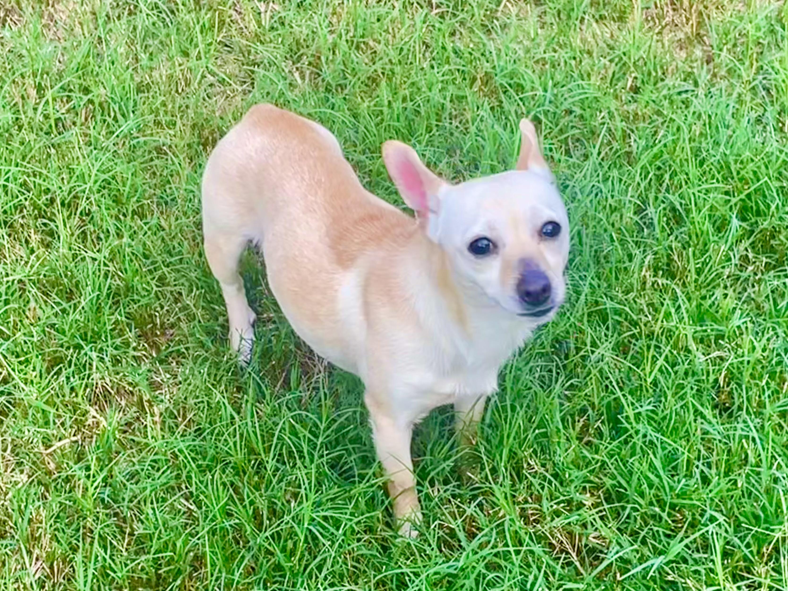 Enlarge Paprika in Texarkana TX, a ADOPTABLE mixed breed in Texarkana, TX image 4/6