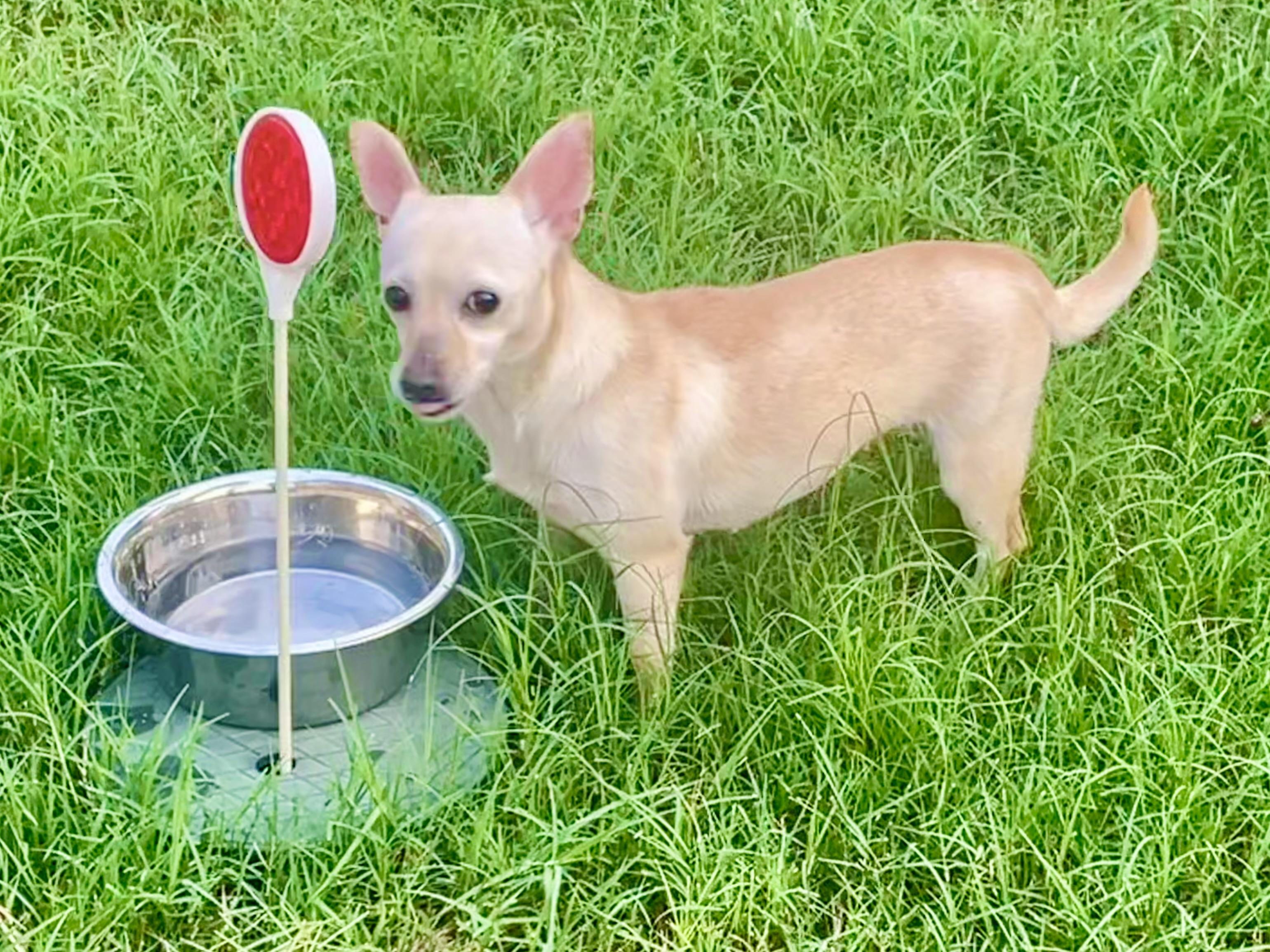 Enlarge Paprika in Texarkana TX, a ADOPTABLE mixed breed in Texarkana, TX image 3/6