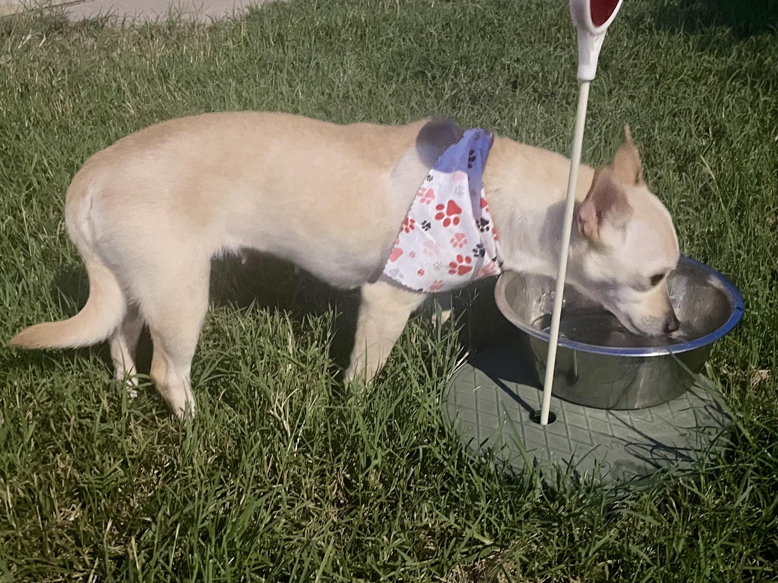 Enlarge Paprika in Texarkana TX, a ADOPTABLE mixed breed in Texarkana, TX image 5/6