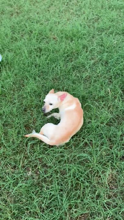 Enlarge Paprika in Texarkana TX, a ADOPTABLE mixed breed in Texarkana, TX video 6/6