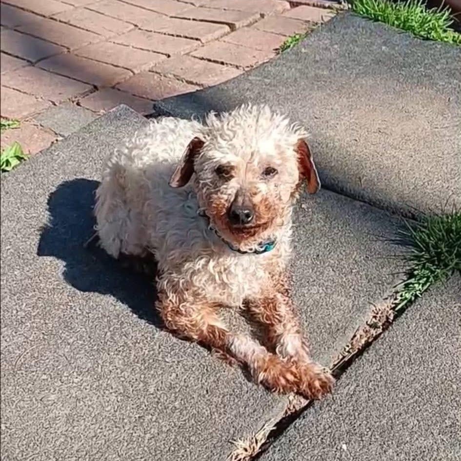 Enlarge AARON, a ADOPTABLE Poodle in Schnecksville, PA image 1/4