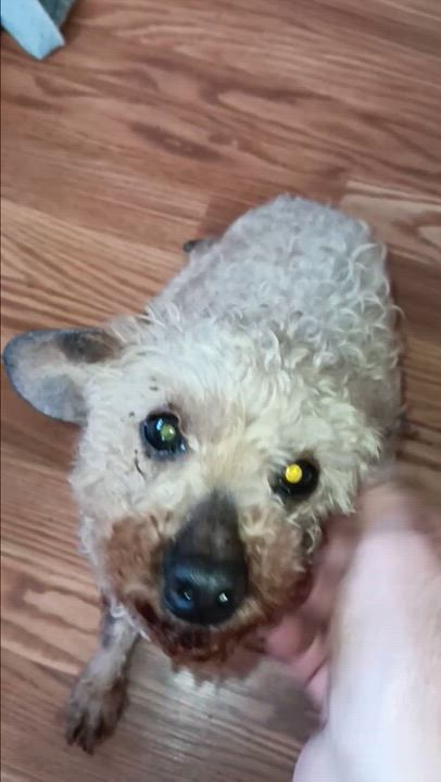 Enlarge AARON, a ADOPTABLE Poodle in Schnecksville, PA video 3/4