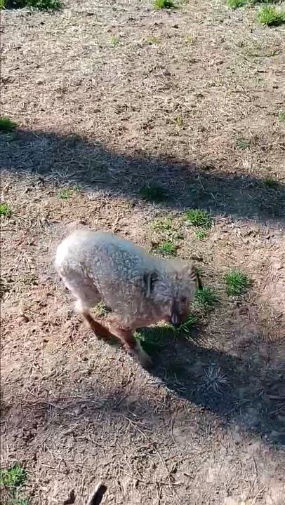 Enlarge AARON, a ADOPTABLE Poodle in Schnecksville, PA video 4/4