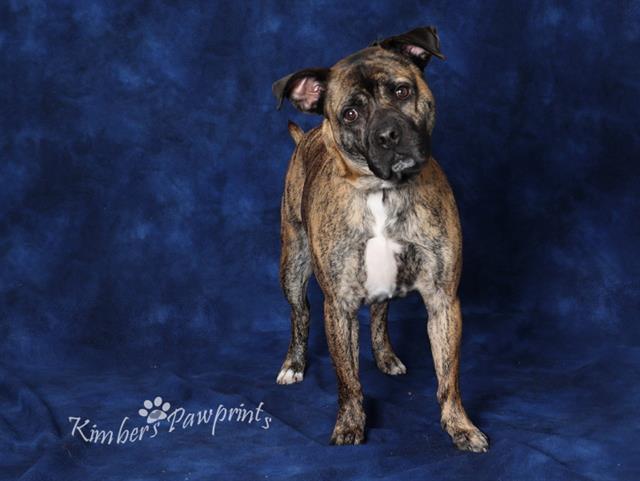 ATHENA, Adoptable, Young Female Boxer & Mixed Breed.