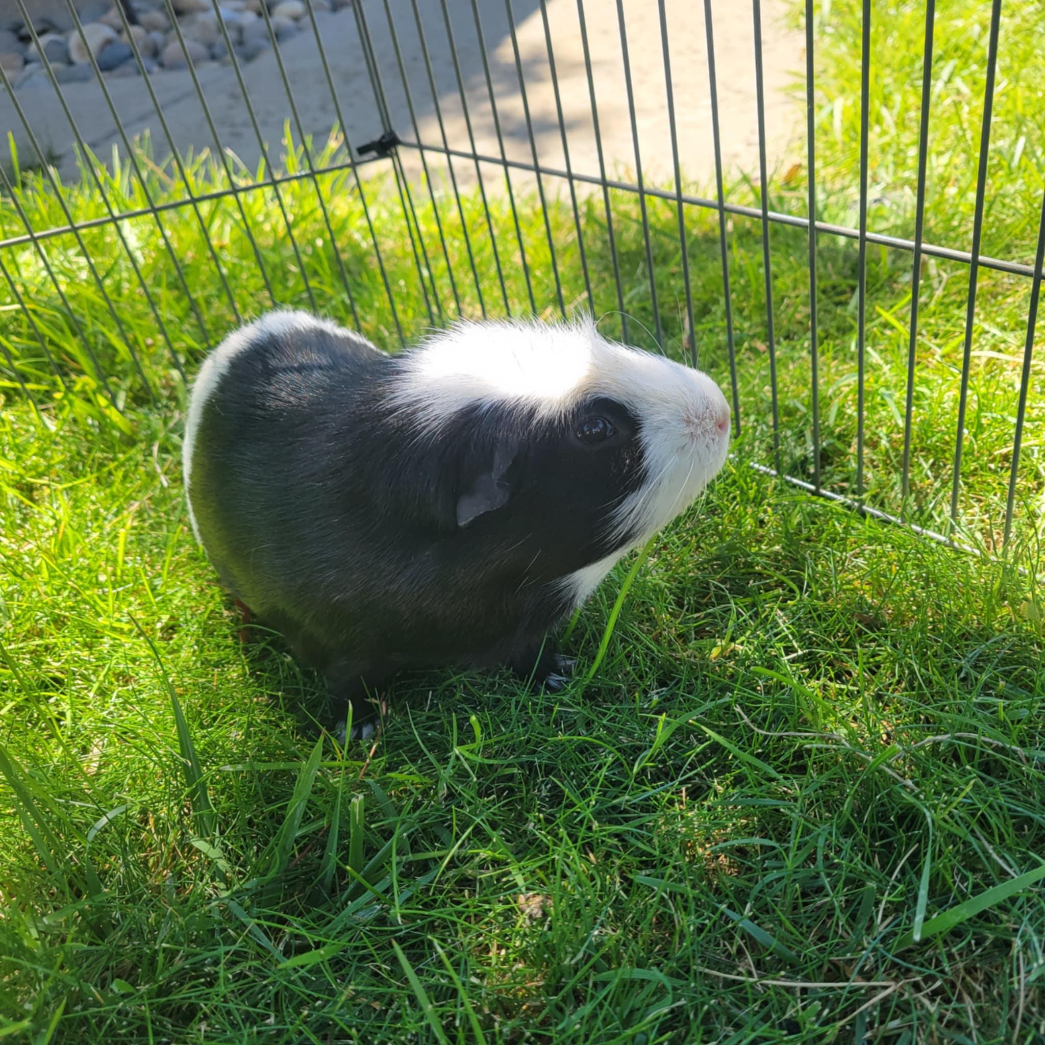 Bamm-Bamm, Adult Male unknown