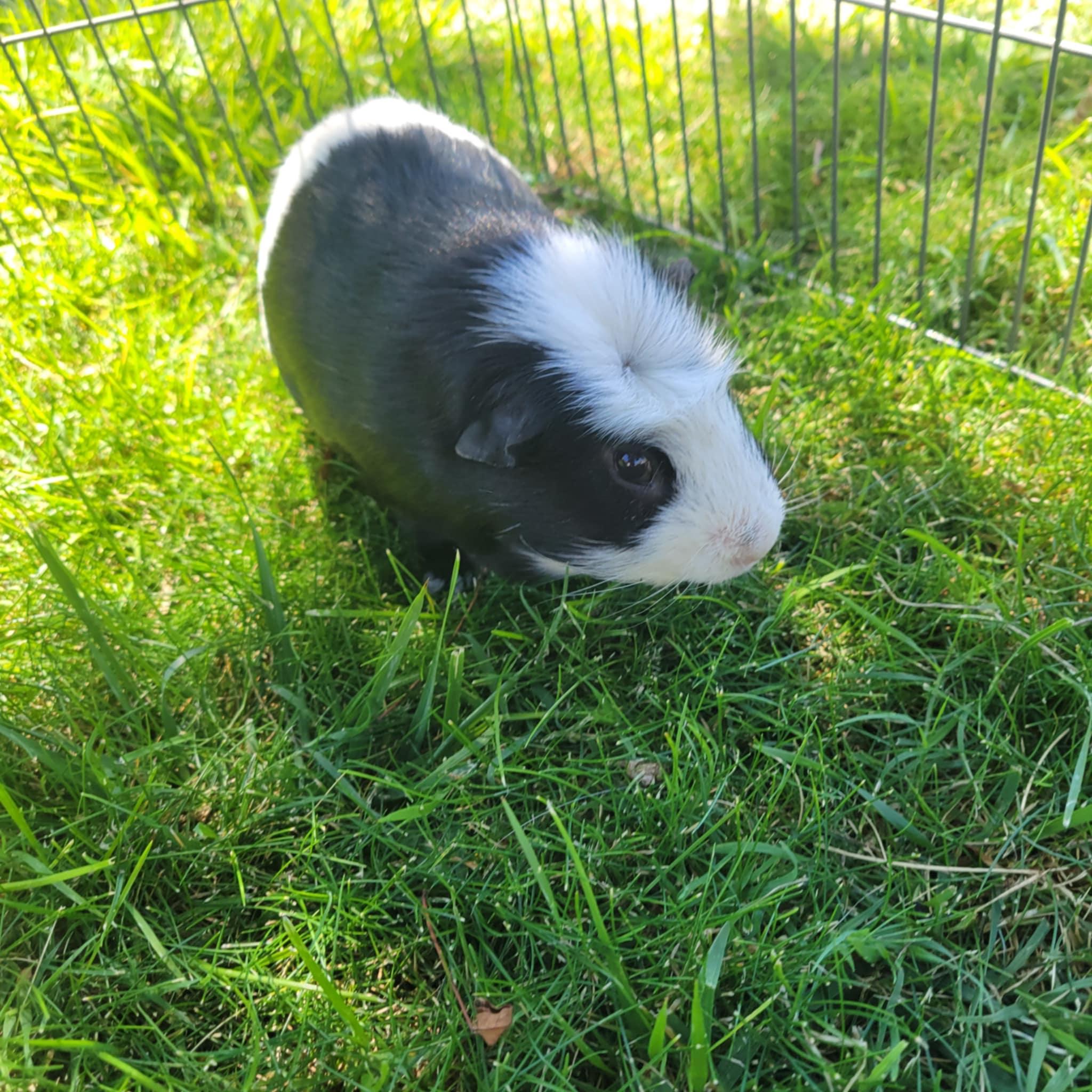 Bamm-Bamm, a Adopted mixed breed in Oakley, CA image 2/2