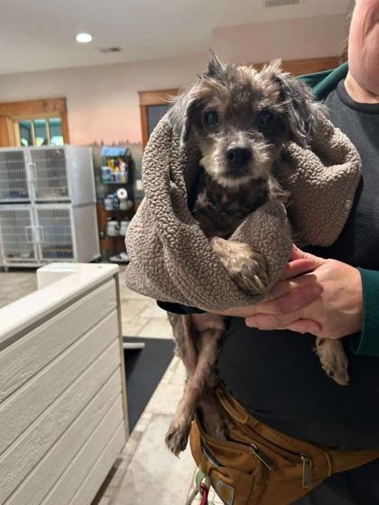 Phoenix, Adoptable, Adult Male Terrier & Mixed Breed.