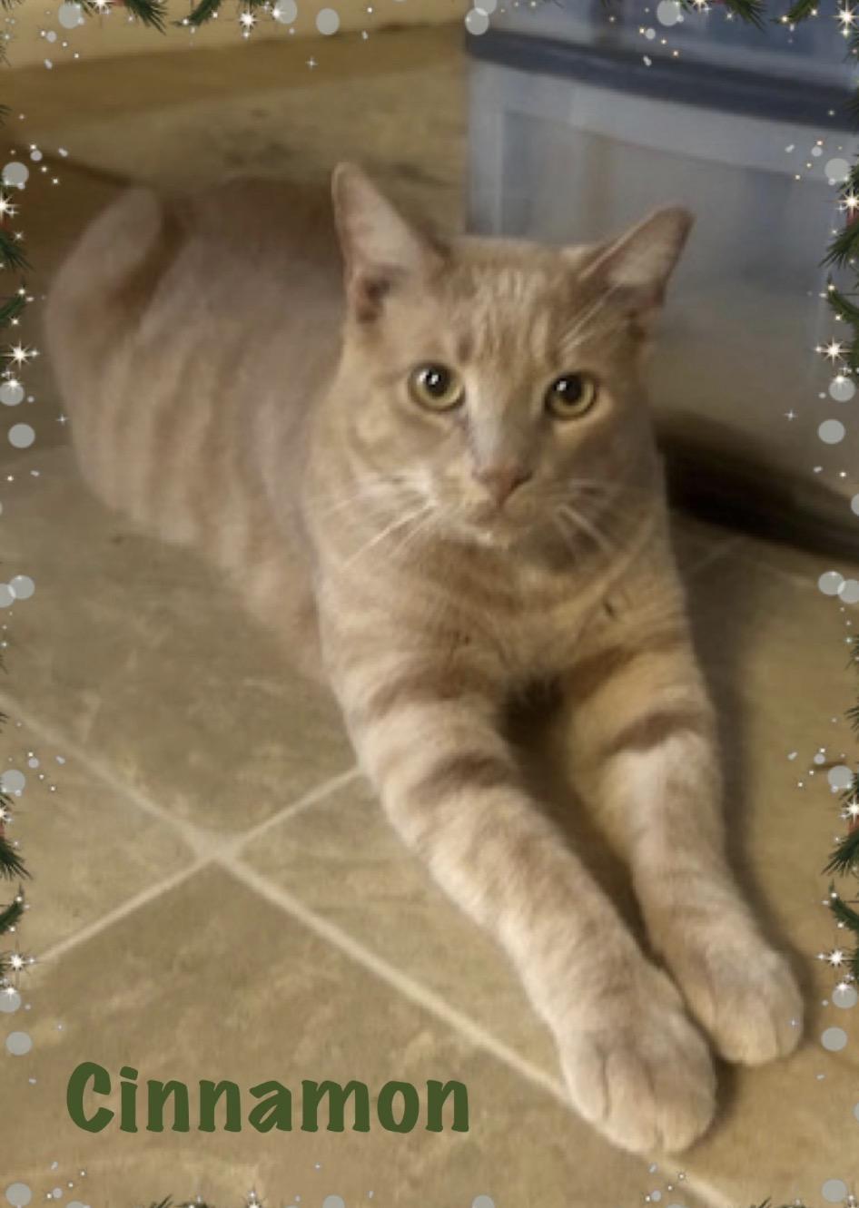 Cinnamon, Adoptable, Adult Male Tabby.