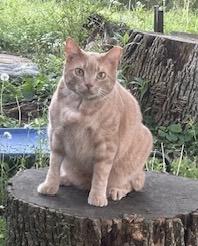 Cinnamon, a Adoptable Tabby in Maryville, TN image 2/5