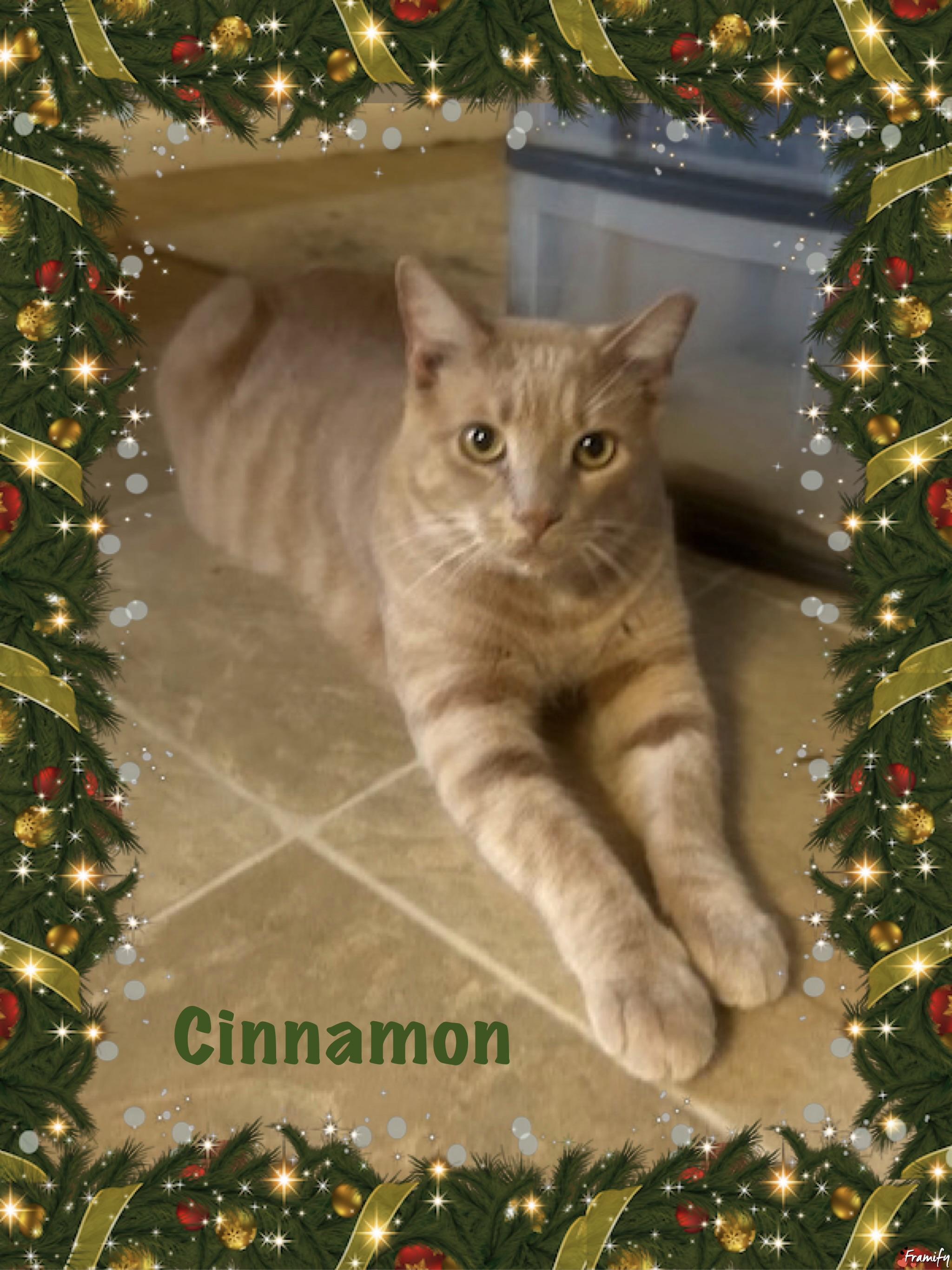 Cinnamon, Adoptable, Adult Male Tabby.