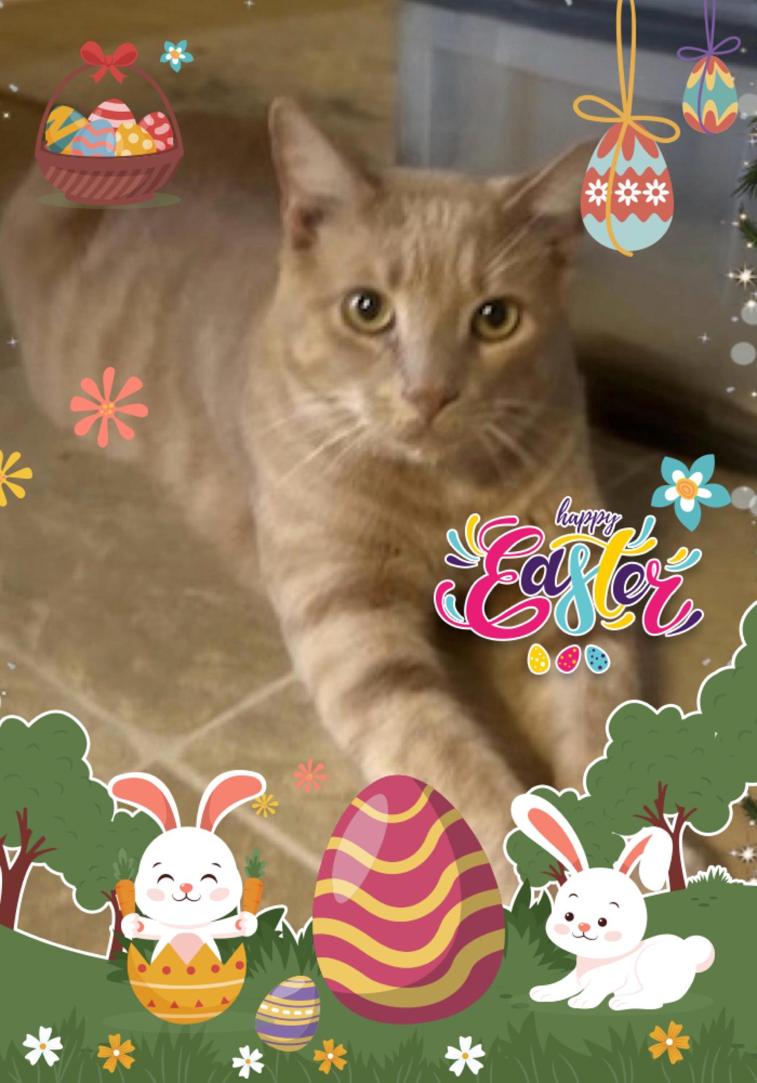 Enlarge Cinnamon, a Adoptable Tabby in Maryville, TN image 2/2