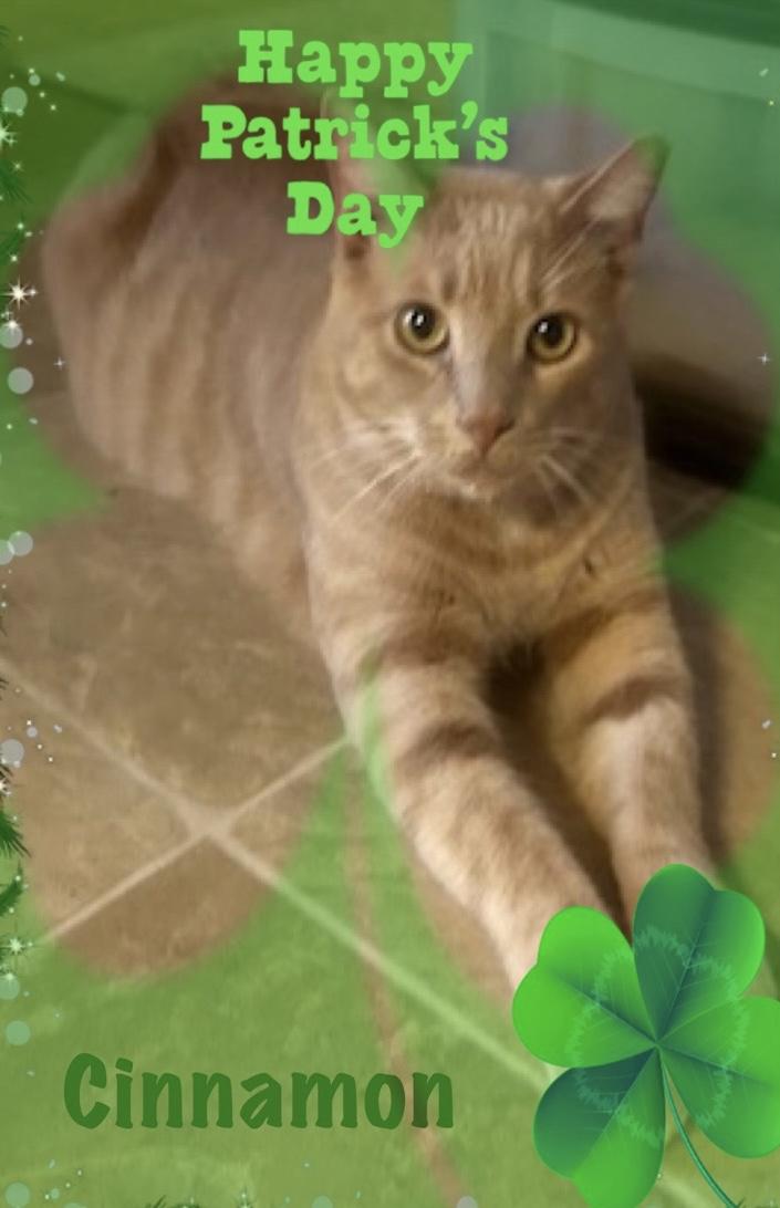 Cinnamon, Adoptable, Adult Male Tabby.