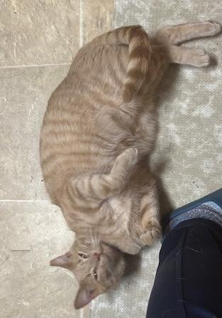 Cinnamon, a Adoptable Tabby in Maryville, TN image 4/5