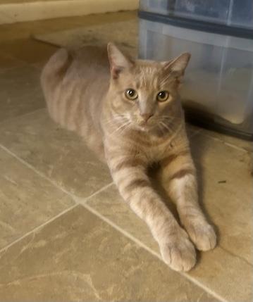 Cinnamon, a Adoptable Tabby in Maryville, TN image 1/5