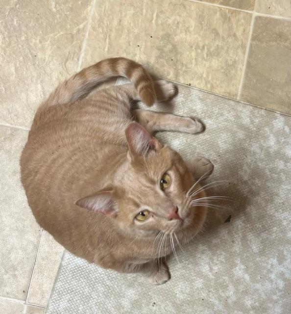 Cinnamon, a Adoptable Tabby in Maryville, TN image 5/5