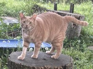 Cinnamon, a Adoptable Tabby in Maryville, TN image 3/5