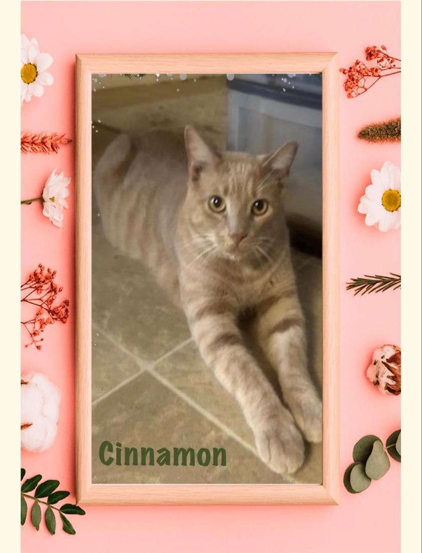 Cinnamon, Adoptable, Adult Male Tabby.