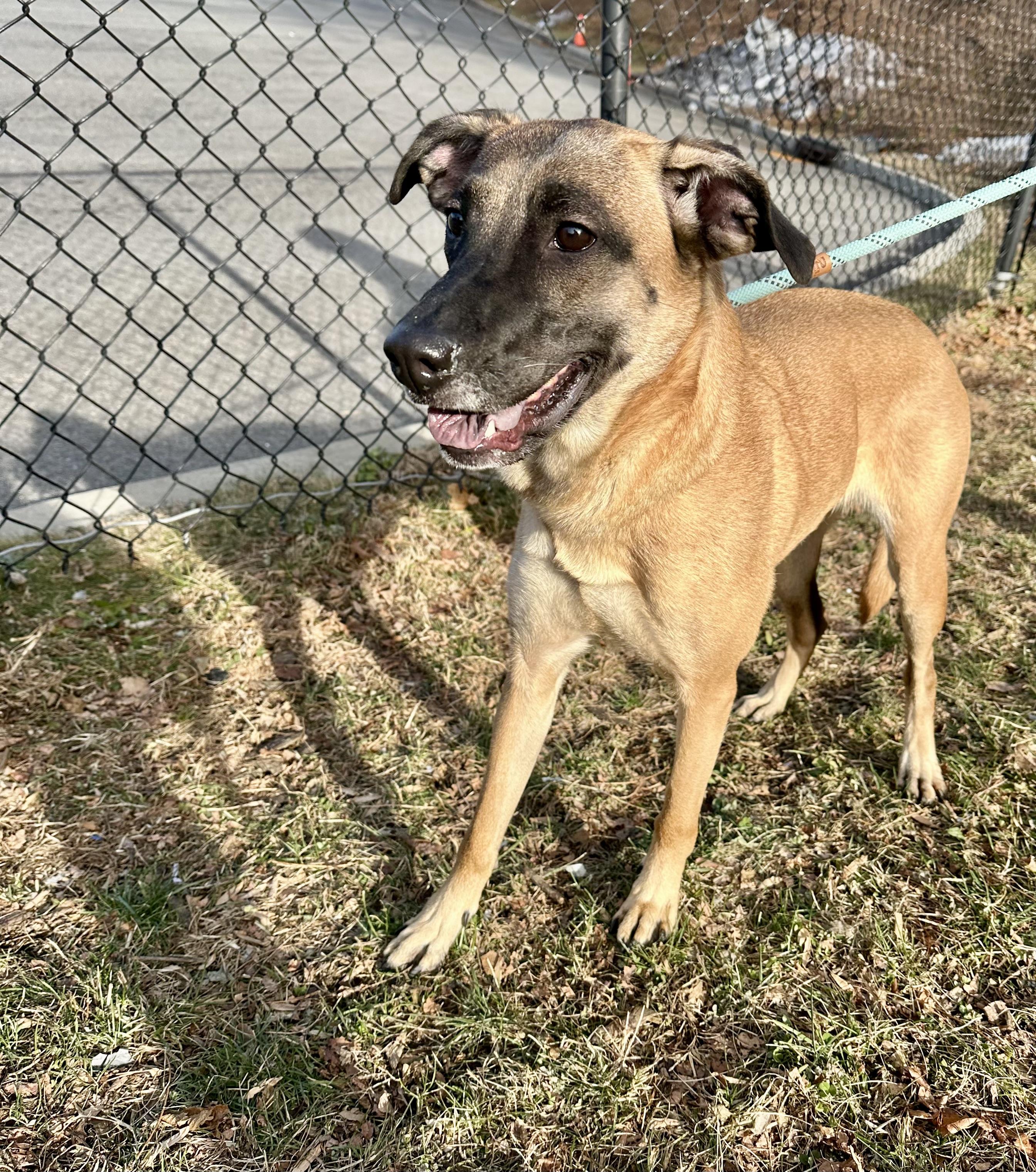 Enlarge Spice, an adopted mixed breed in Yonkers, NY image 3/4