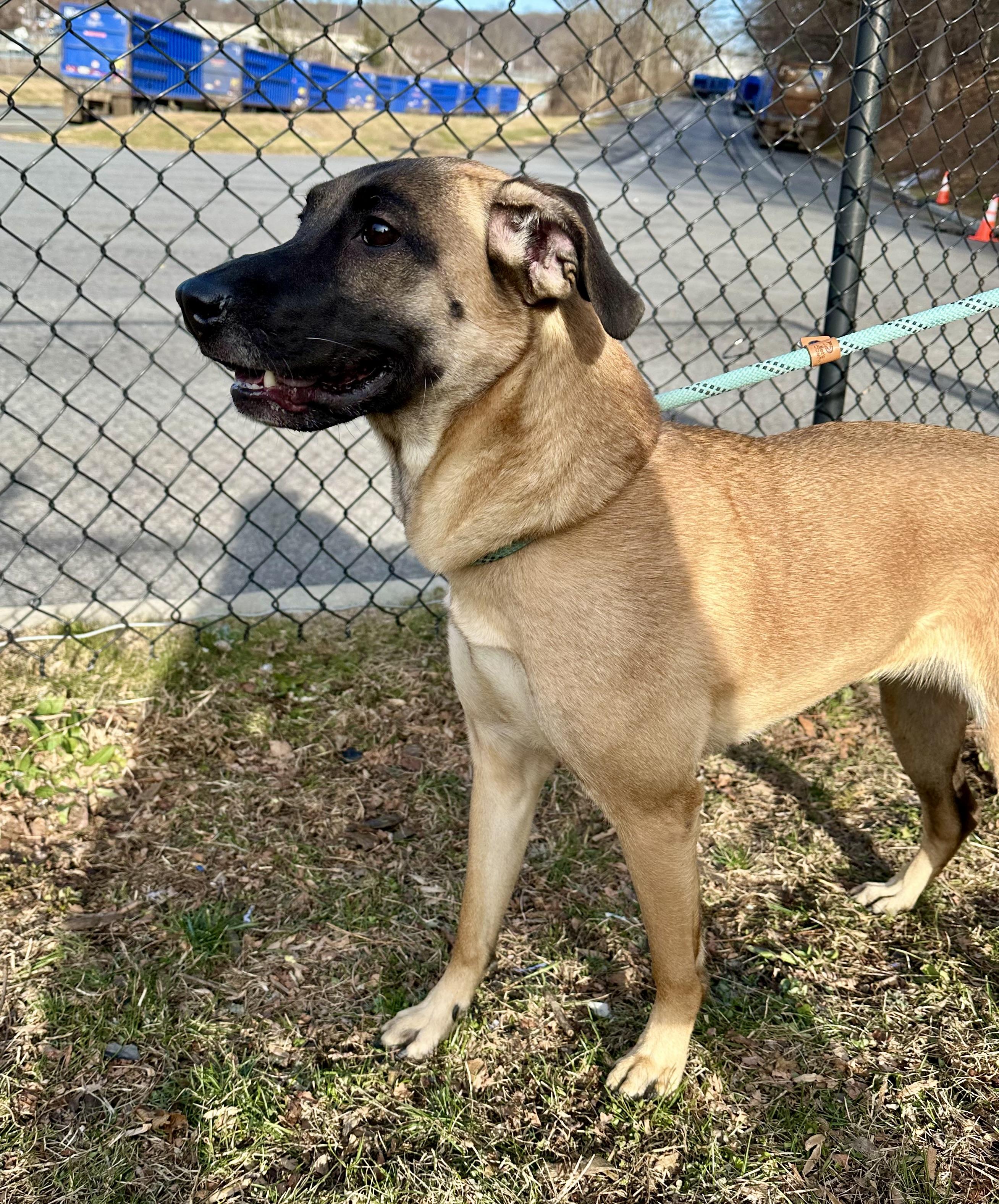 Enlarge Spice, an adopted mixed breed in Yonkers, NY image 4/4