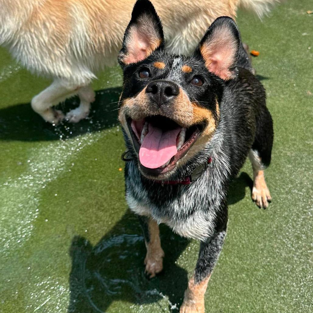 Enlarge Maeve, a Adoptable Australian Cattle Dog / Blue Heeler in Monroe , NC image 3/4