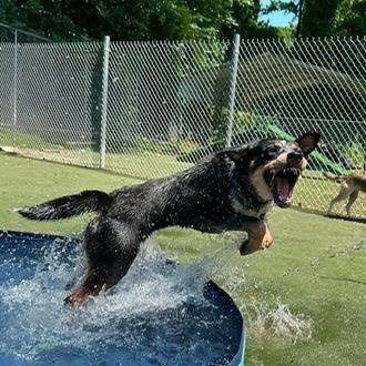 Maeve, Adoptable, Young Female Australian Cattle Dog / Blue Heeler.