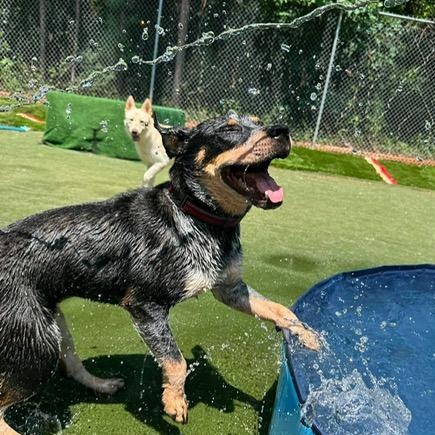 Enlarge Maeve, a Adoptable Australian Cattle Dog / Blue Heeler in Monroe , NC image 4/4