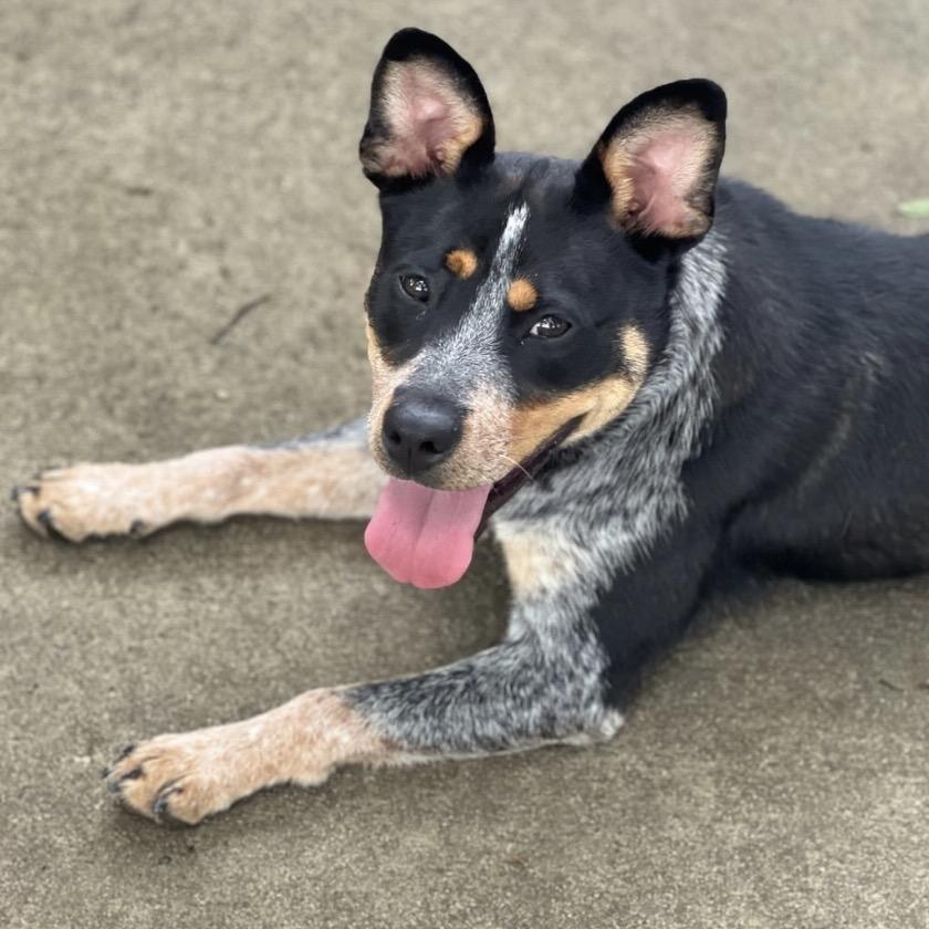 Enlarge Maeve, a Adoptable Australian Cattle Dog / Blue Heeler in Monroe , NC image 2/4