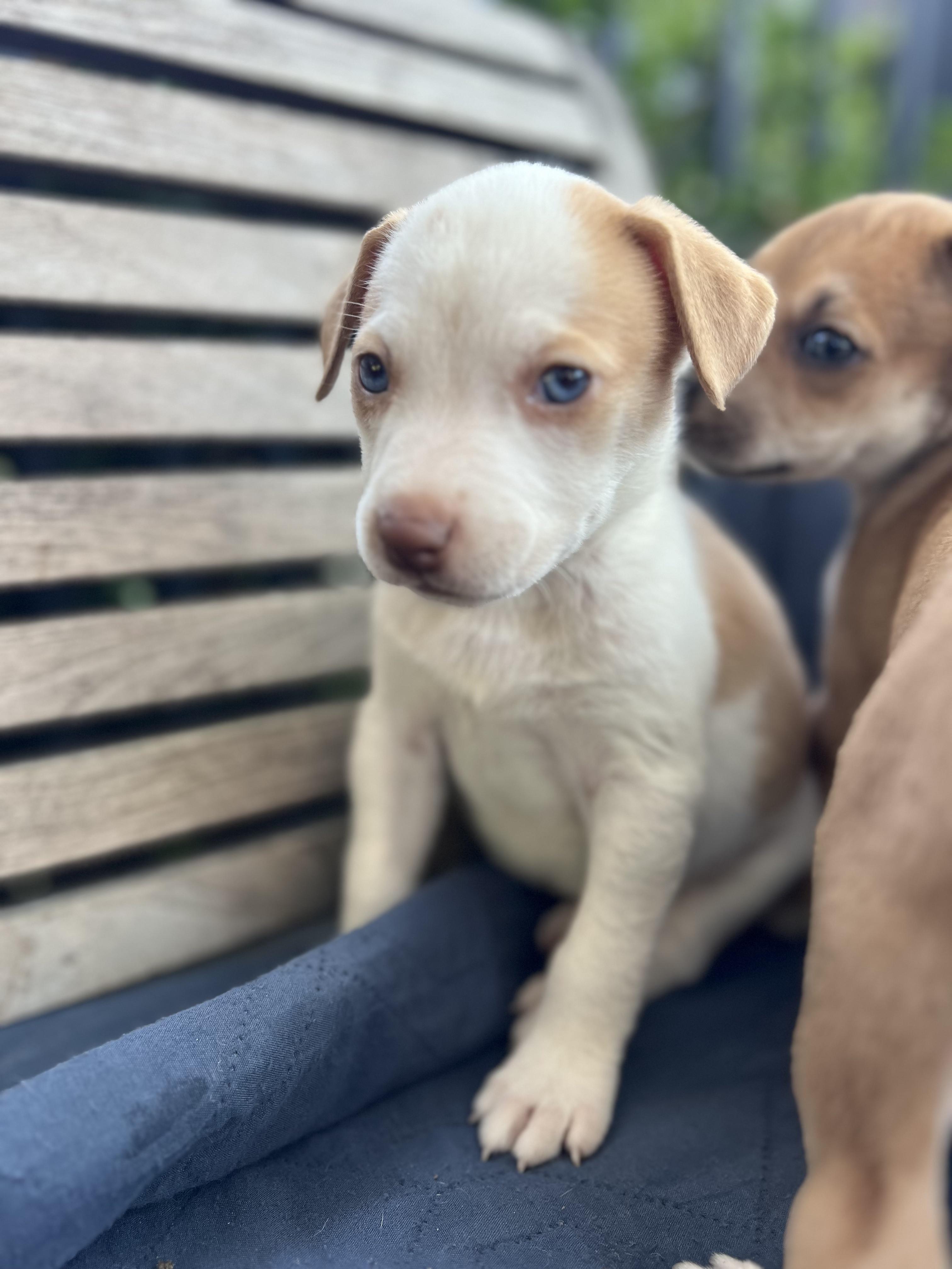 Rose (Vintage Litter), a Adoptable mixed breed in Redwood City, CA image 2/3