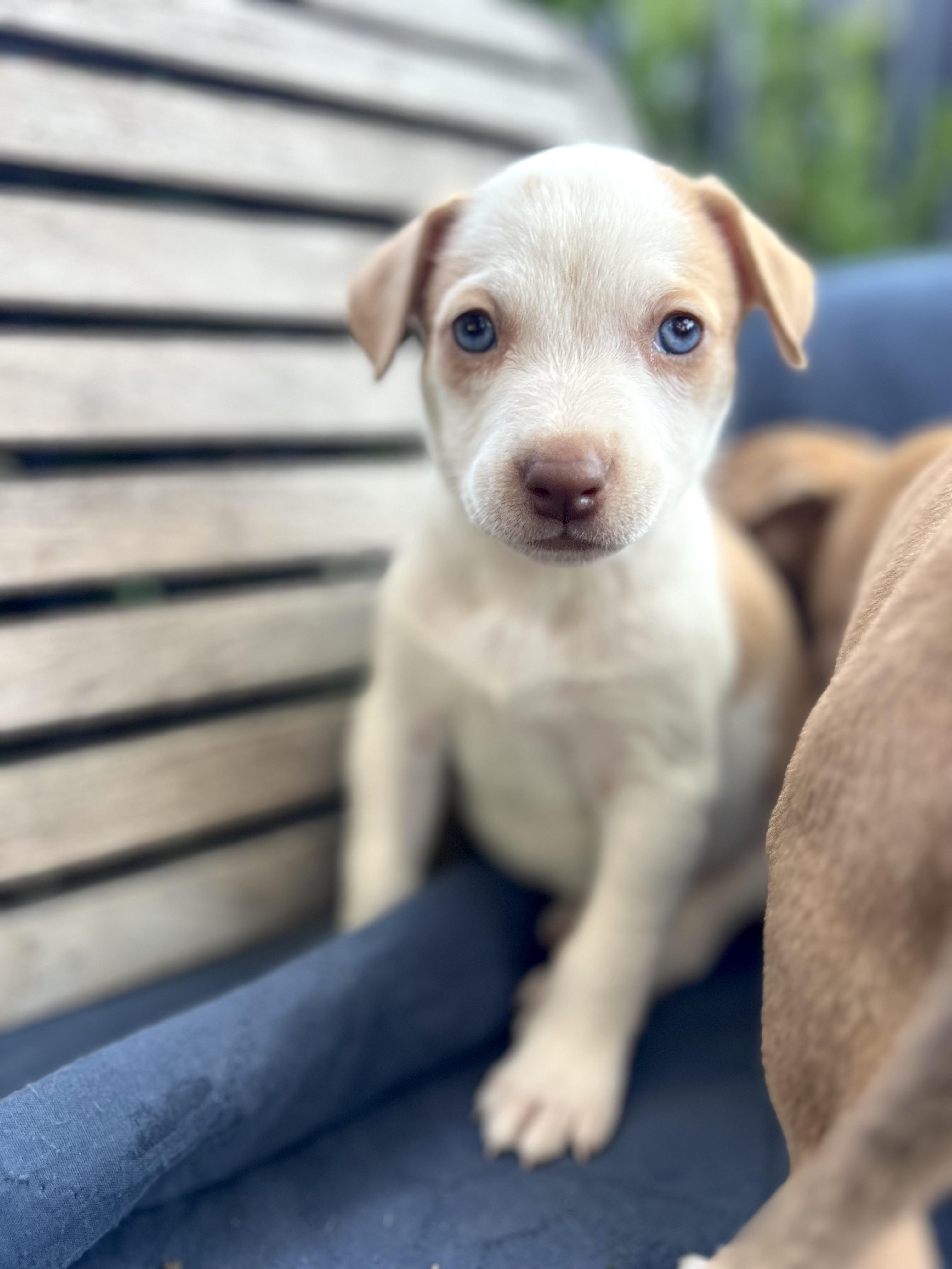 Rose (Vintage Litter), Adoptable, Puppy Female Terrier.