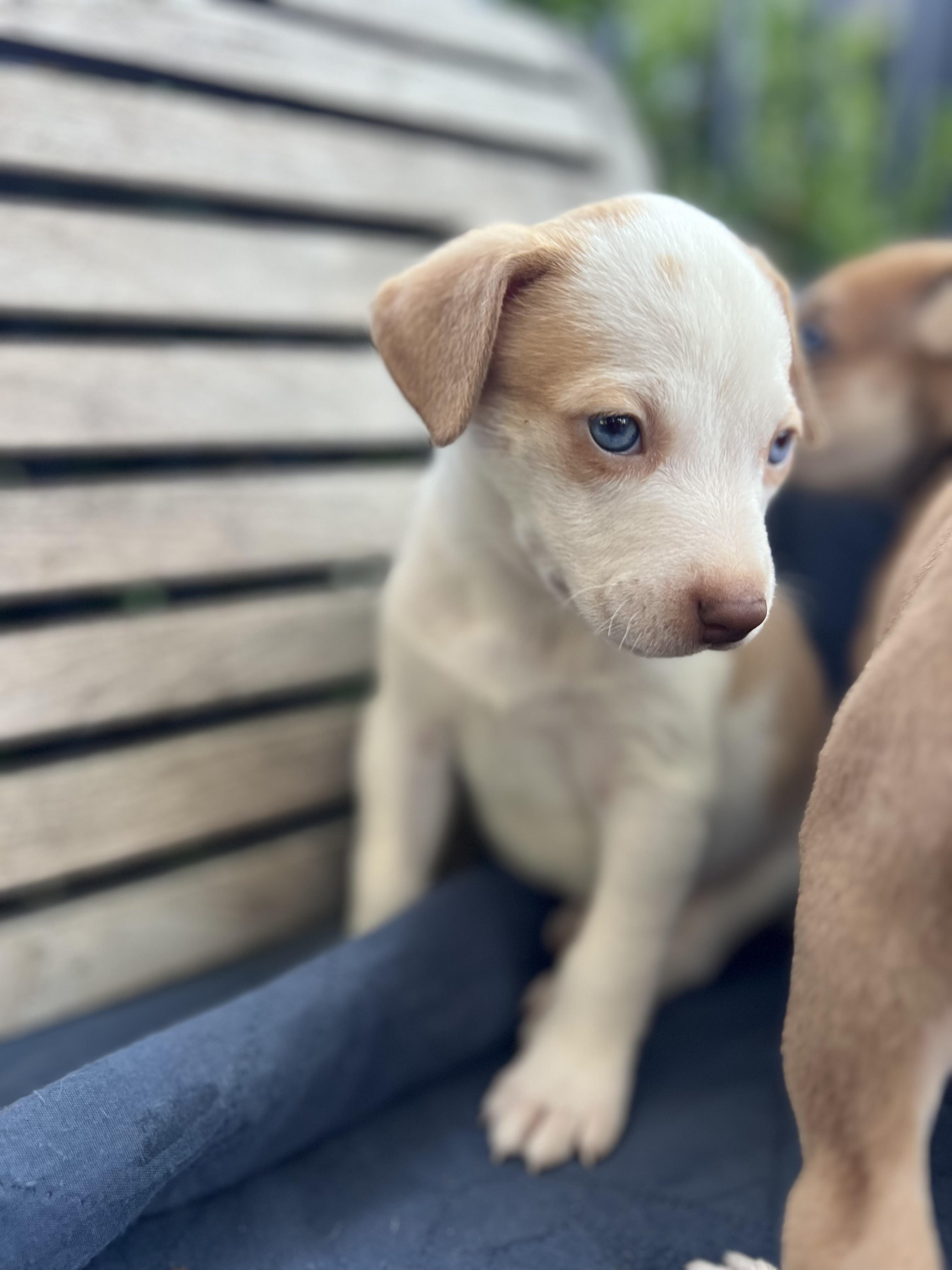 Rose (Vintage Litter), a Adoptable mixed breed in Redwood City, CA image 3/3