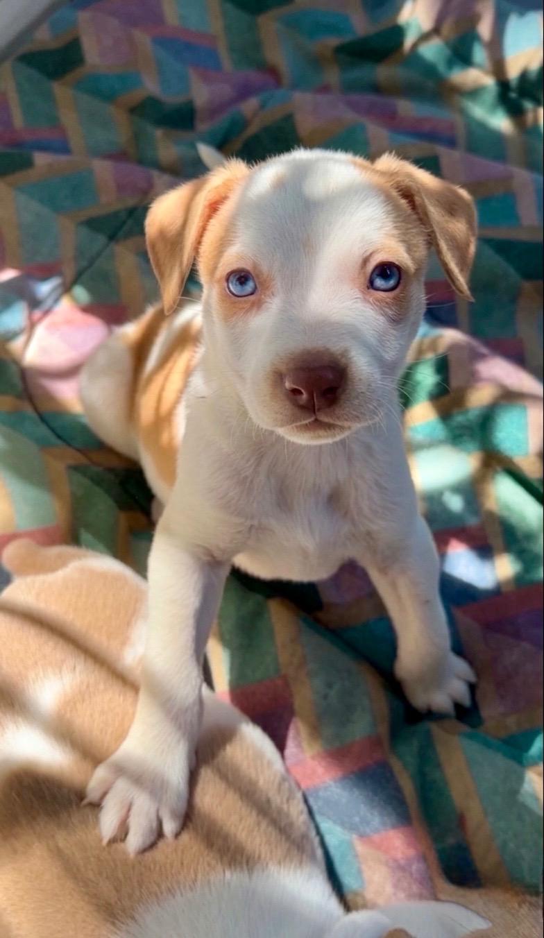 Rose (Vintage Litter), a Adoptable mixed breed in Redwood City, CA image 5/5