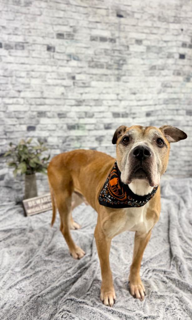 Bishop (foster), Adoptable, Senior Male Boxer & Mixed Breed.