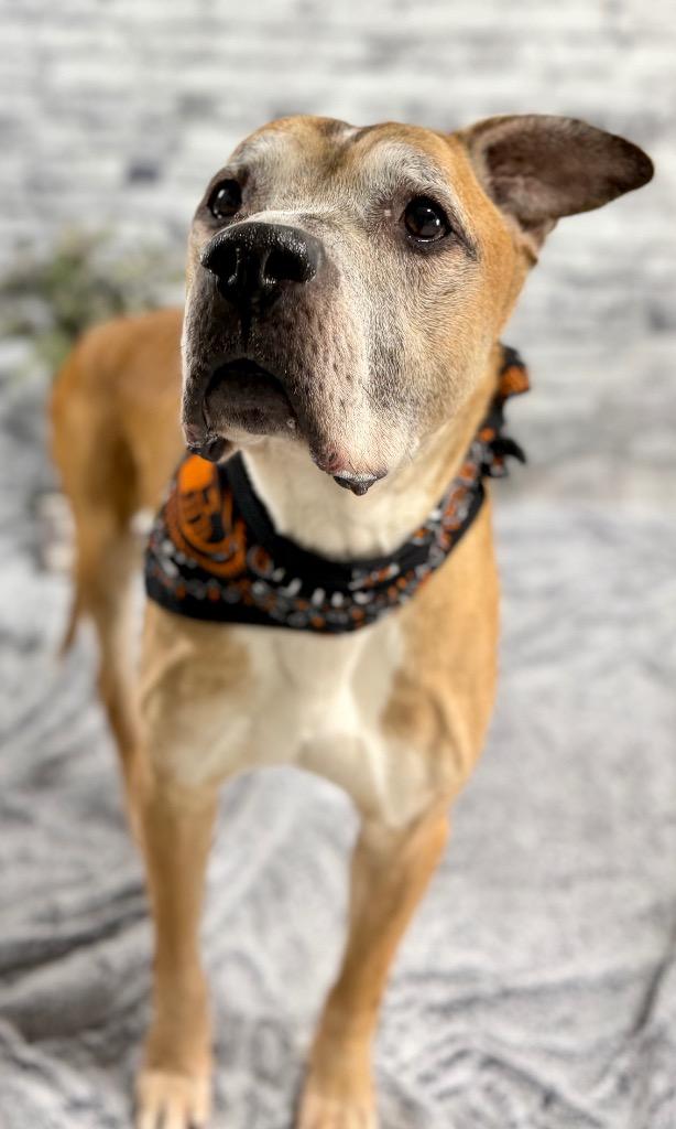 Enlarge Bishop (foster), a Adoptable mixed breed in Muskegon, MI image 3/3