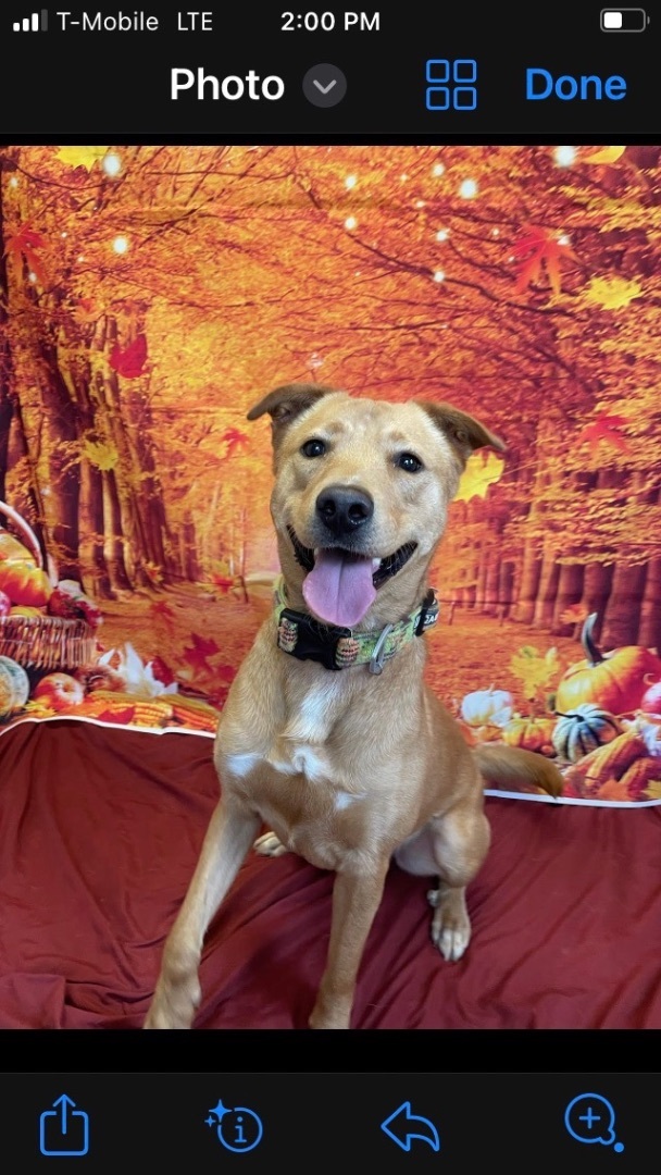 Hulk, Adopted, Young Male Carolina Dog.