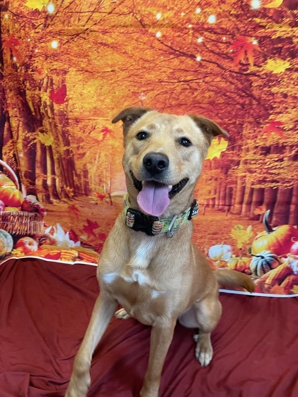 Hulk, a Adopted Carolina Dog in Lakeway, TX image 2/2