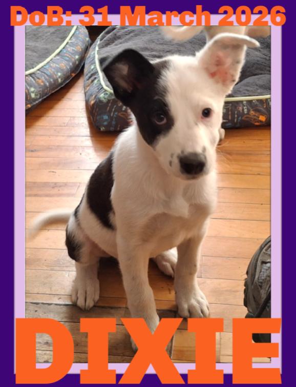 DIXIE, Adopted, Puppy Female Border Collie & German Shepherd Dog.