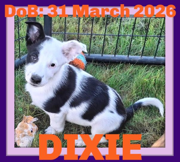 Enlarge DIXIE, a Adopted mixed breed in Sebec, ME image 3/3