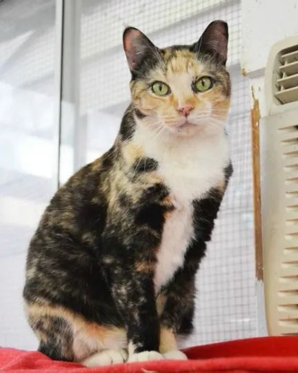 Frannie, a Adoptable Calico in Huntington, NY image 1/4