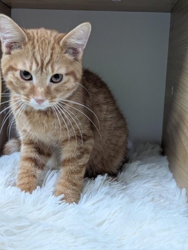 Enlarge Gilroy, a Adoptable Domestic Short Hair in Adrian, MI image 1/2