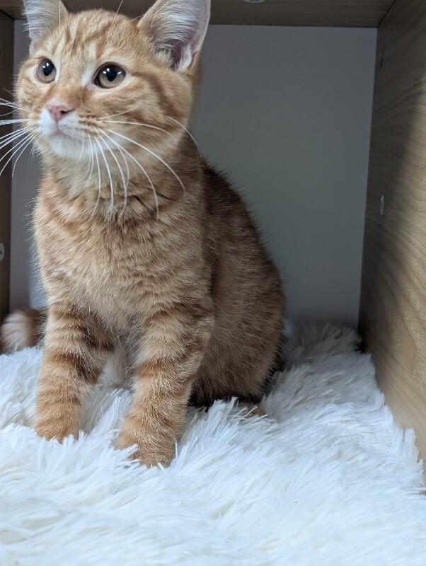 Enlarge Gilroy, a Adoptable Domestic Short Hair in Adrian, MI image 2/2