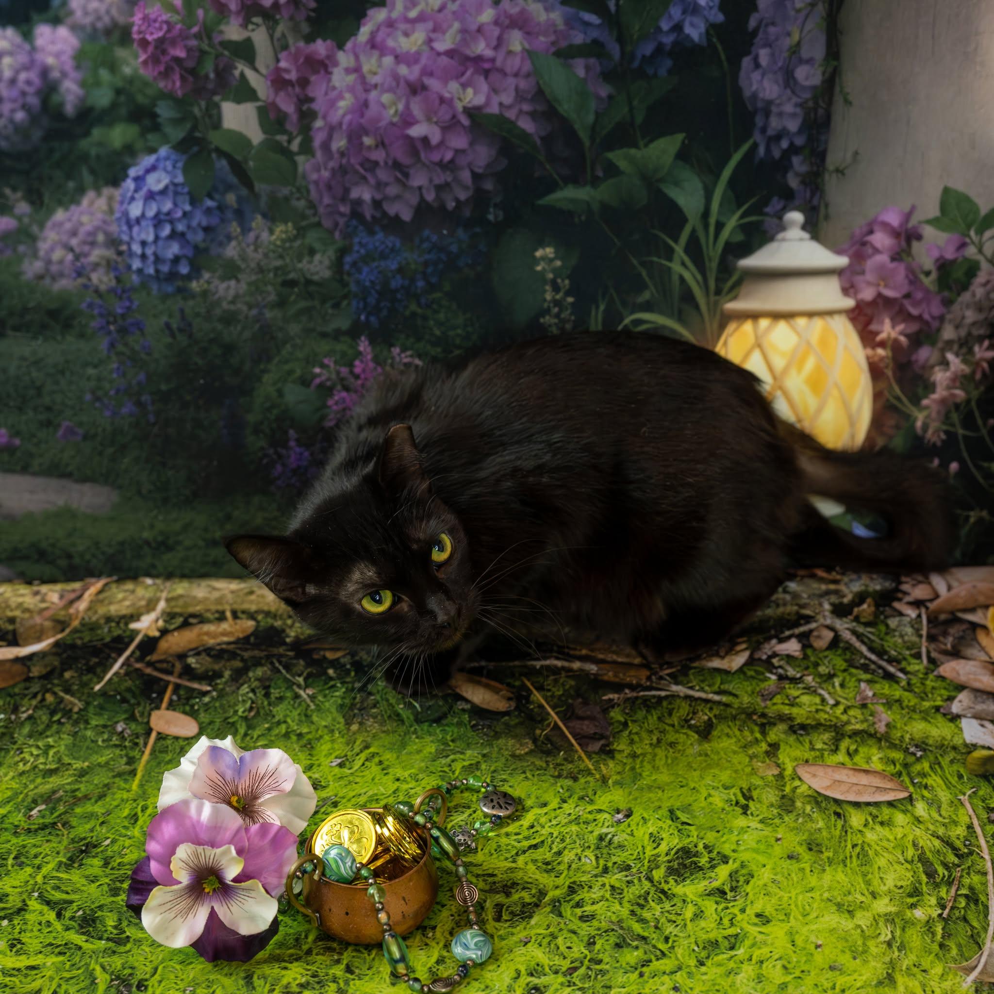 Enlarge Wiggles, a ADOPTABLE Domestic Short Hair in Lapeer, MI image 2/5