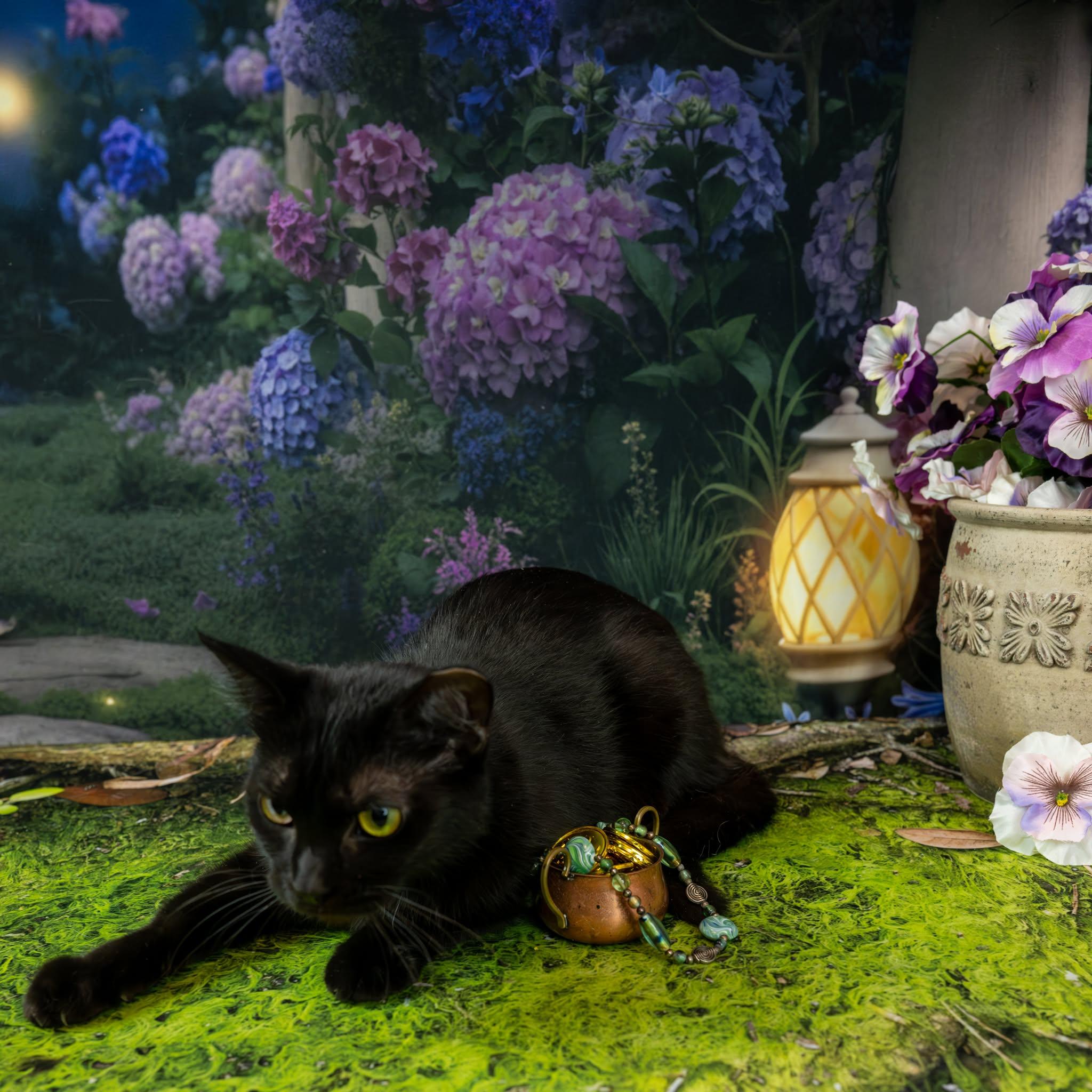 Enlarge Wiggles, a ADOPTABLE Domestic Short Hair in Lapeer, MI image 5/5