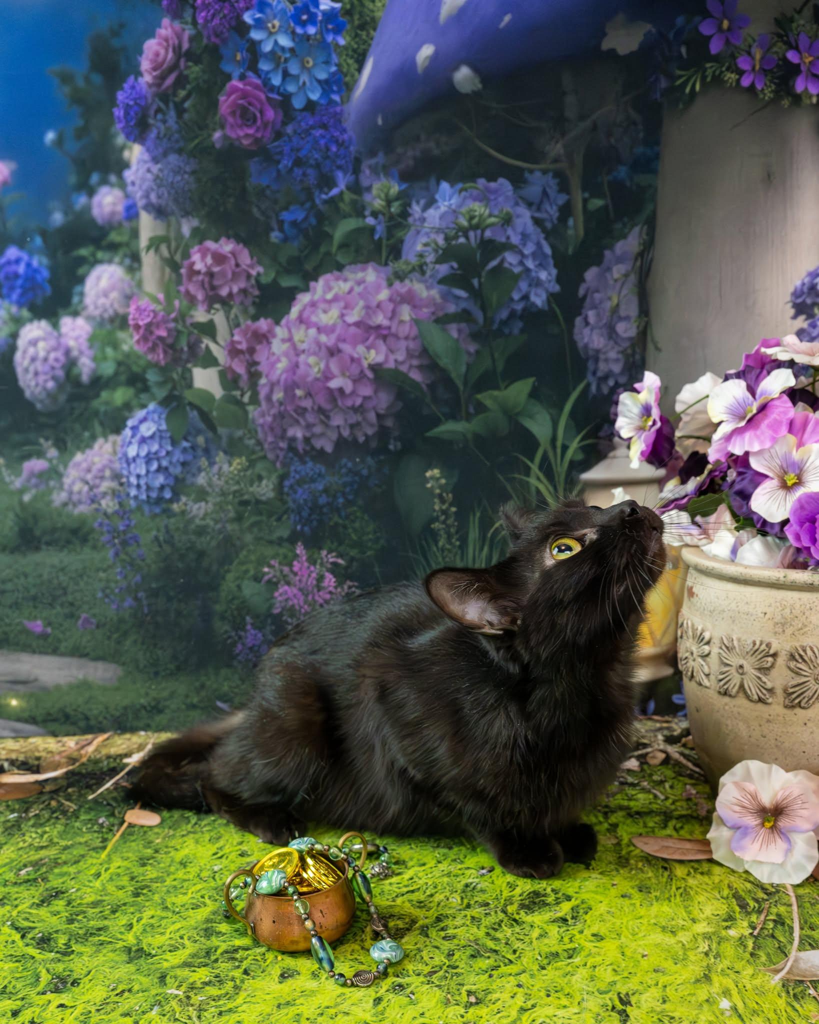 Enlarge Wiggles, a ADOPTABLE Domestic Short Hair in Lapeer, MI image 4/5